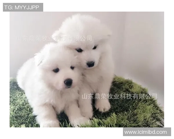 萨摩耶足球明星盘点及其在赛场上的精彩表现与成就分析 萨摩耶足球明星盘点及其在赛场上的精彩表现与成就分析